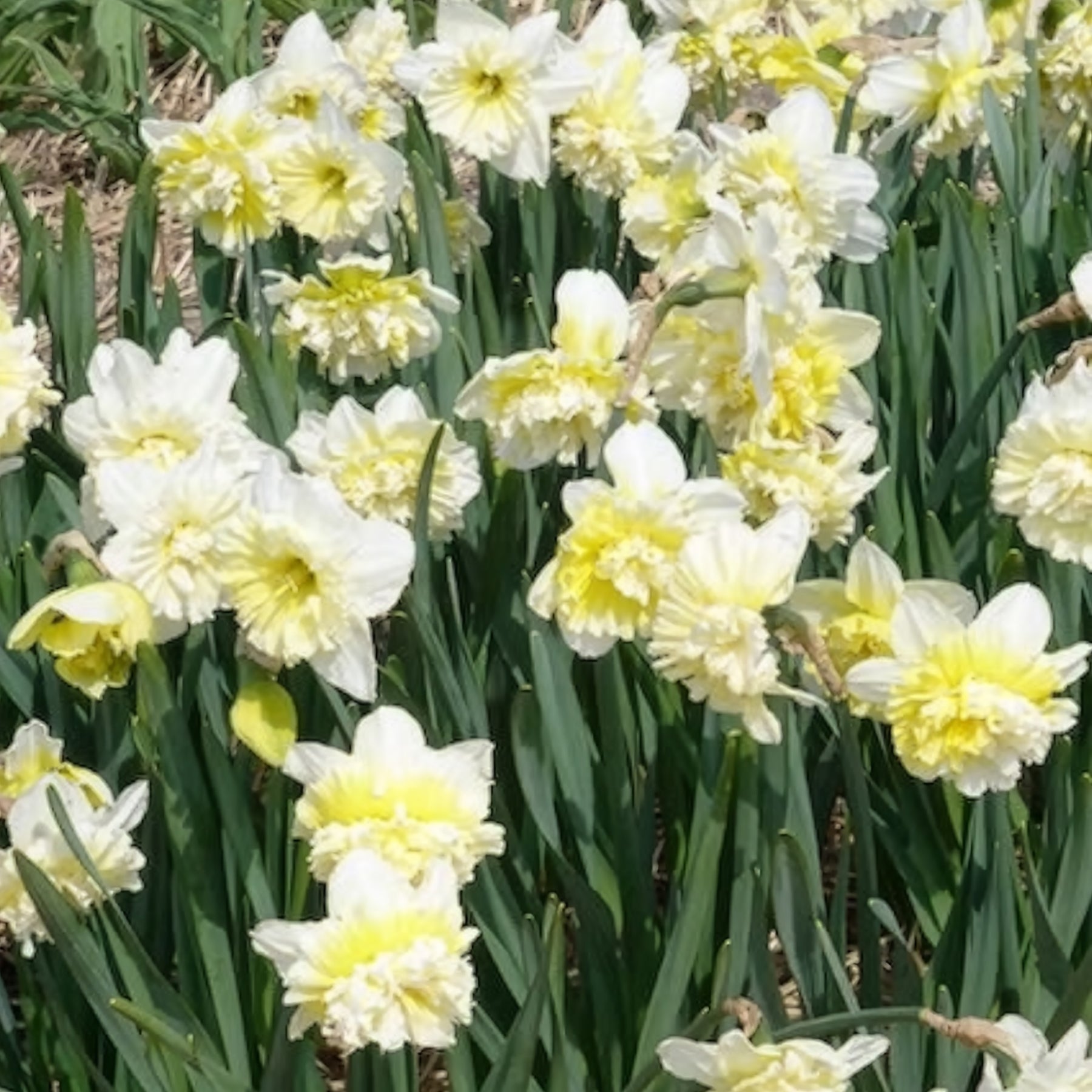 Vente 5 Narcisses Ice Kings