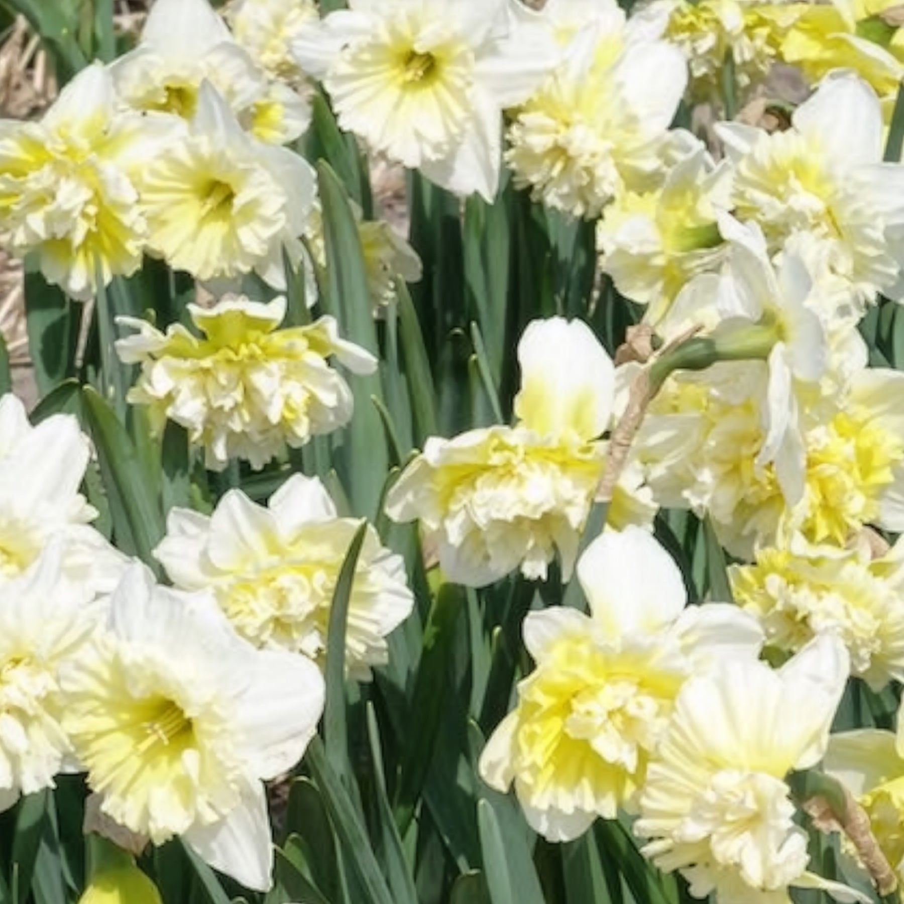 5 Narcisses Ice Kings - Narcisse - Willemse