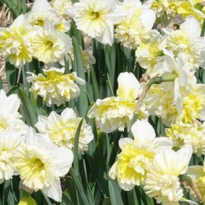 5 Narcisses Ice Kings - Narcisse - Willemse