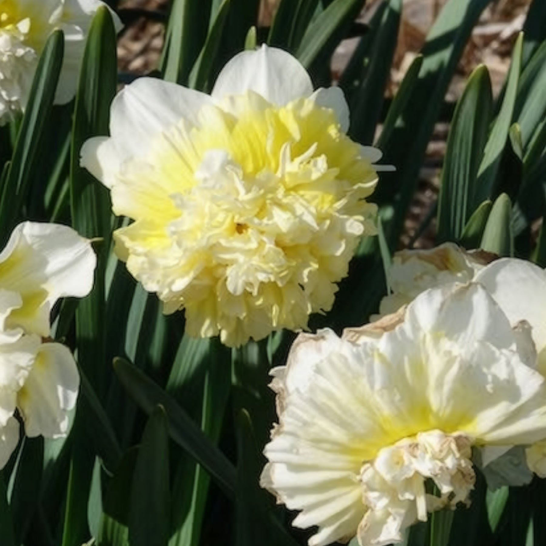 Narcissus ice king - 5 Narcisses Ice Kings - Narcisse