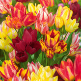 10 Tulipes multiflores en mélange