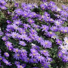 Vente 30 Anémones de Grèce Blue Shades
