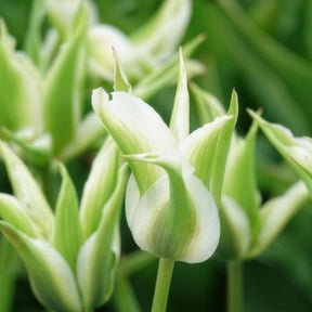 Vente 10 Tulipes à fleurs de lis Greenstar - Tulipe