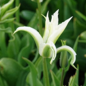 Vente Tulipe - 10 Tulipes à fleurs de lis Greenstar