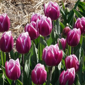 Vente 10 Tulipes Triomphe Synaeda blue
