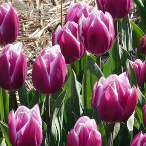 Vente 10 Tulipes Triomphe Synaeda blue