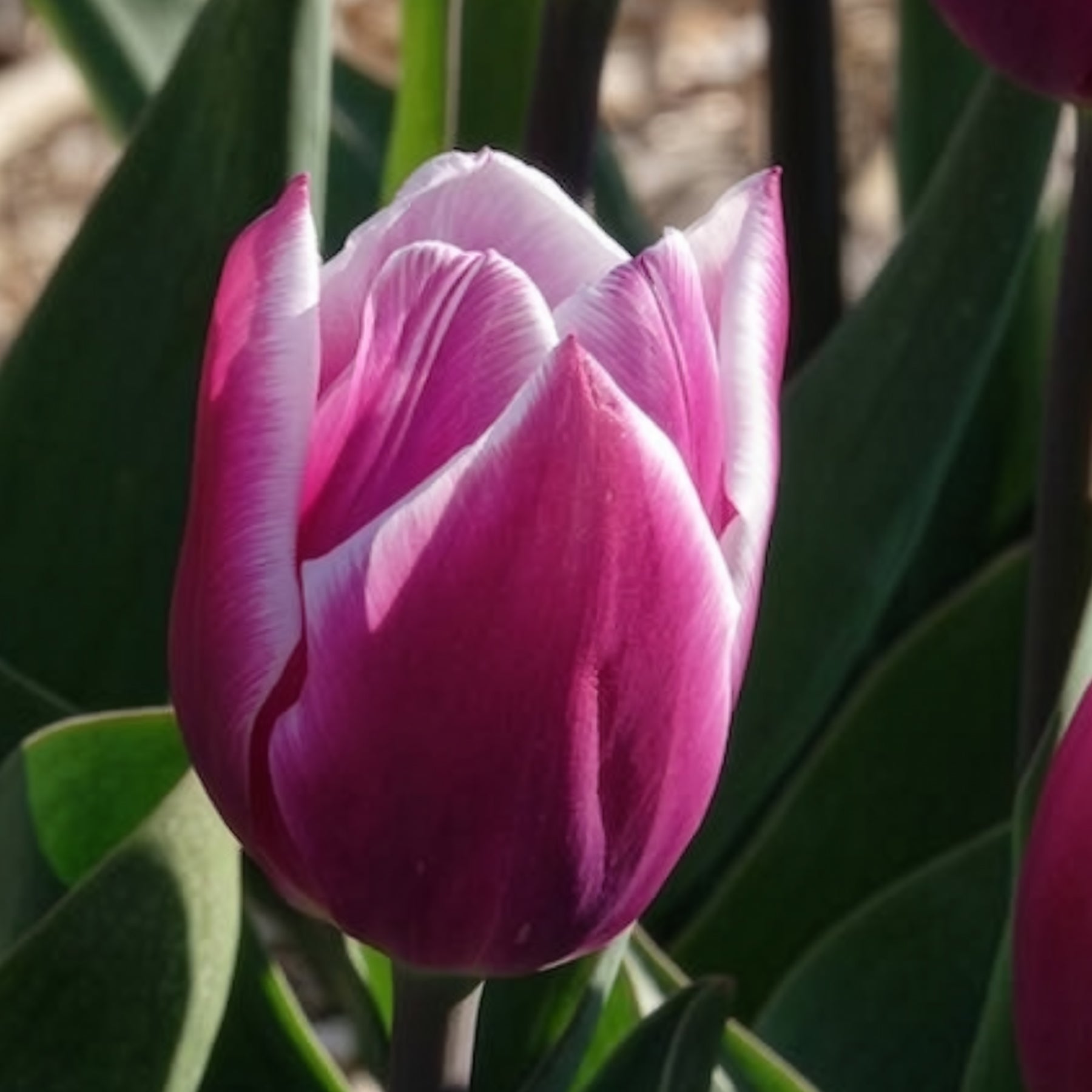Vente Tulipe - 10 Tulipes Triomphe Synaeda blue