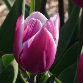 Vente Tulipe - 10 Tulipes Triomphe Synaeda blue