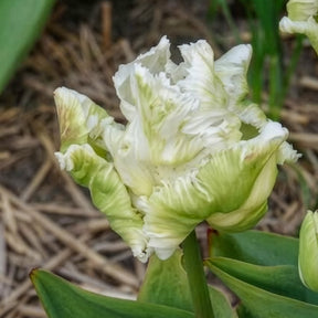 Tulipa 'white parrot' - 7 Tulipes perroquet White Parrot - Tulipe