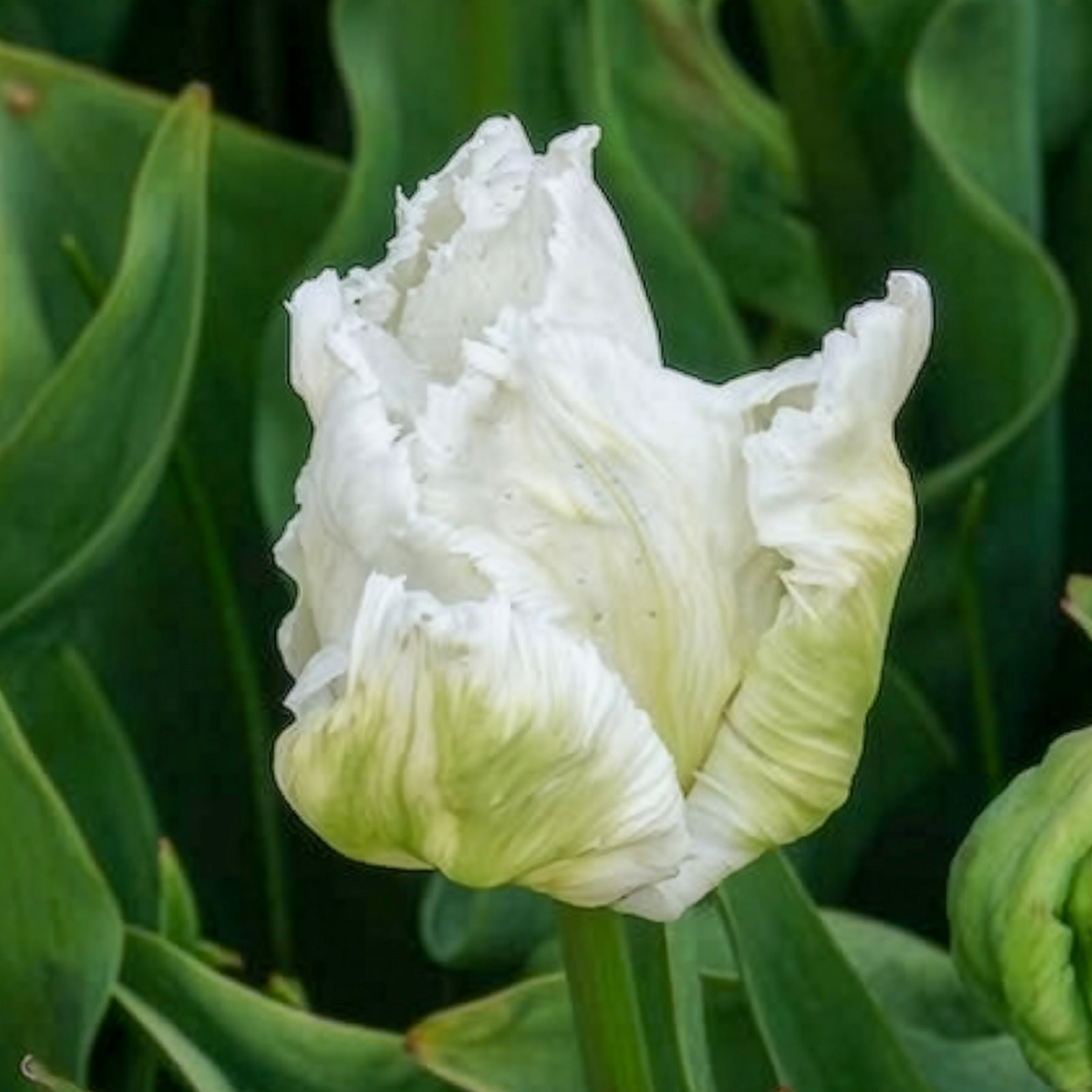 Tulipe - 7 Tulipes perroquet White Parrot - Tulipa 'white parrot'