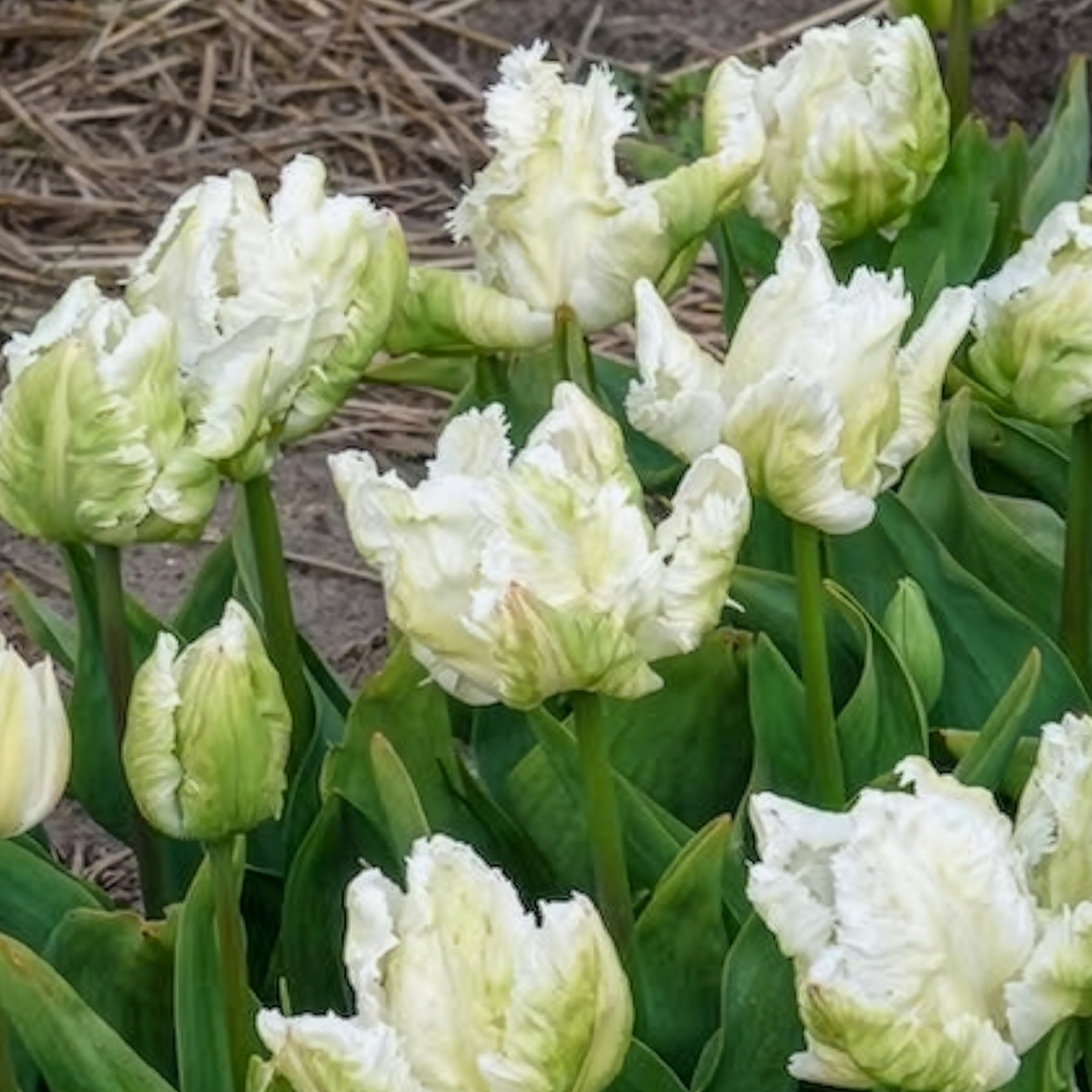 7 Tulipes perroquet White Parrot - Tulipe - Willemse
