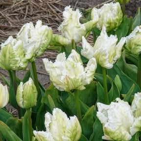 7 Tulipes perroquet White Parrot - Tulipe - Willemse