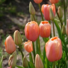 Tulipa 'menton' - 7 Tulipes Menton - Tulipe