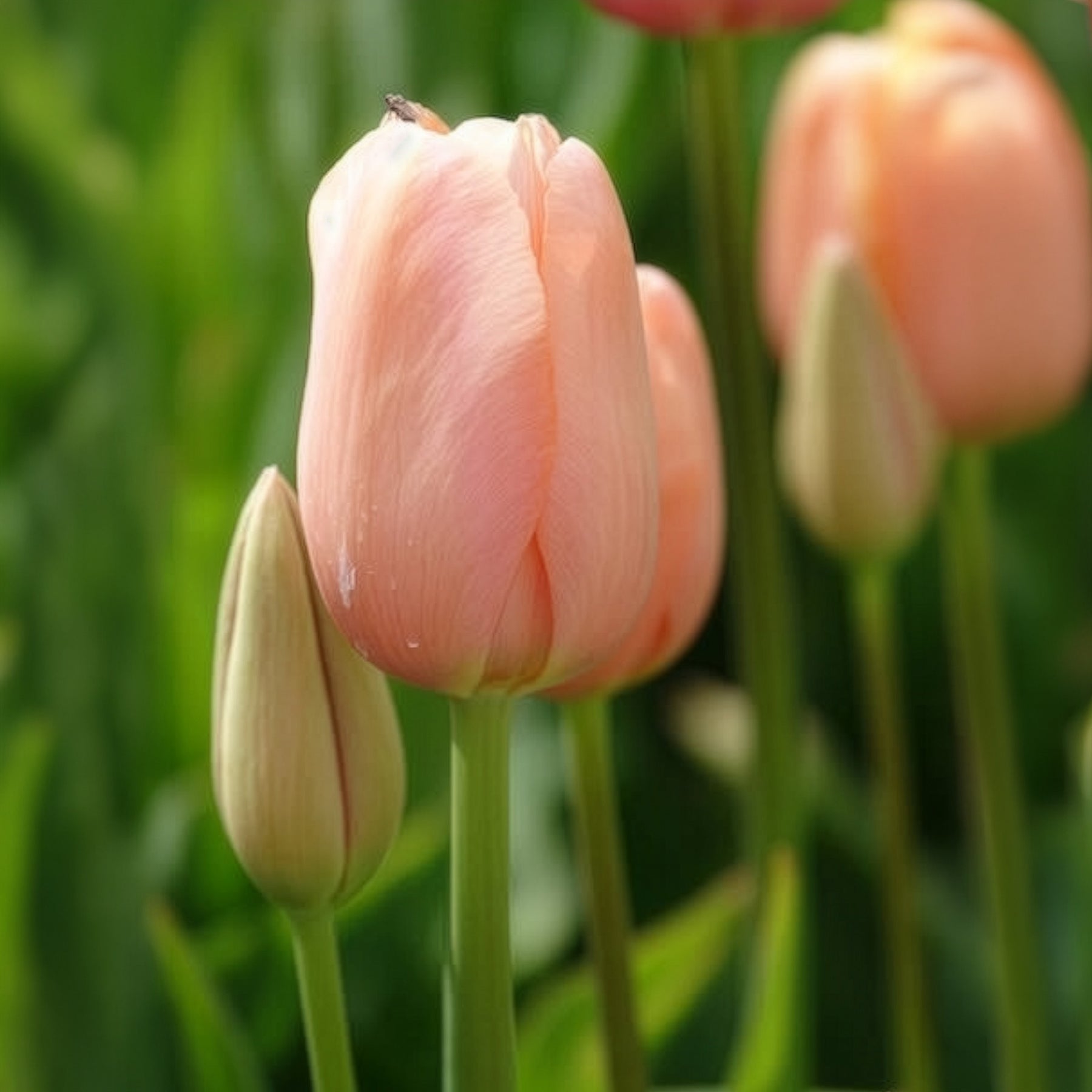 Tulipe - 7 Tulipes Menton - Tulipa 'menton'