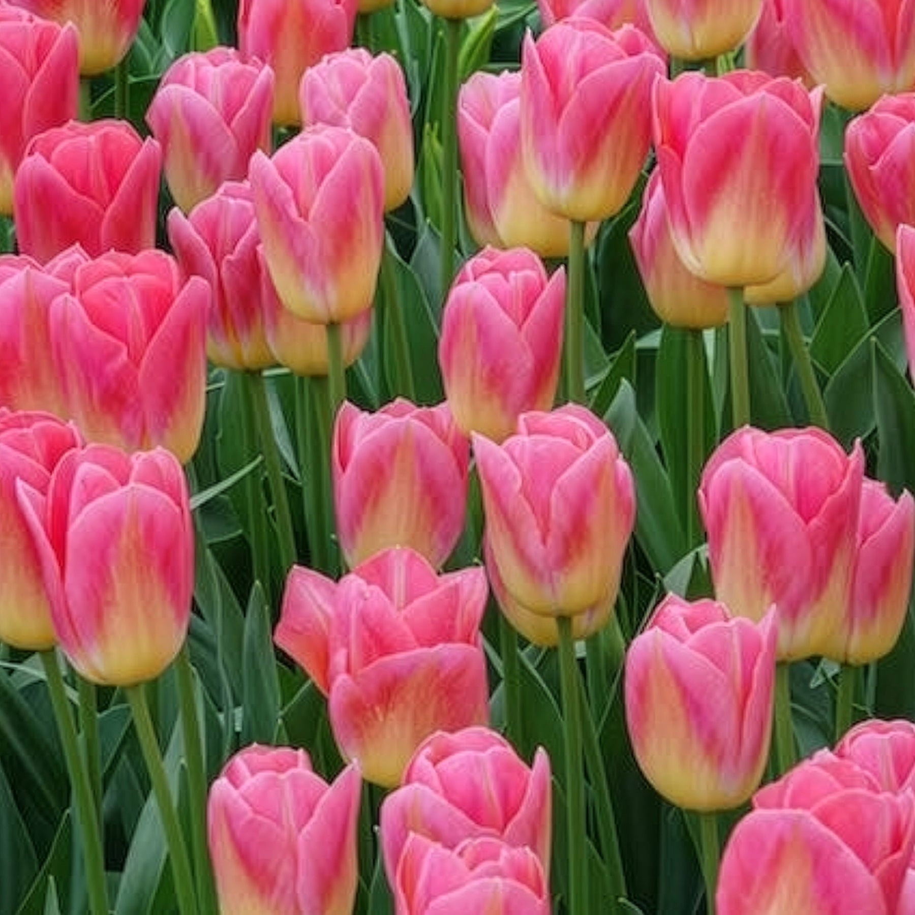 Tulipa 'tom pouce' - 7 Tulipes Triomphe Tom Pouce - Tulipe