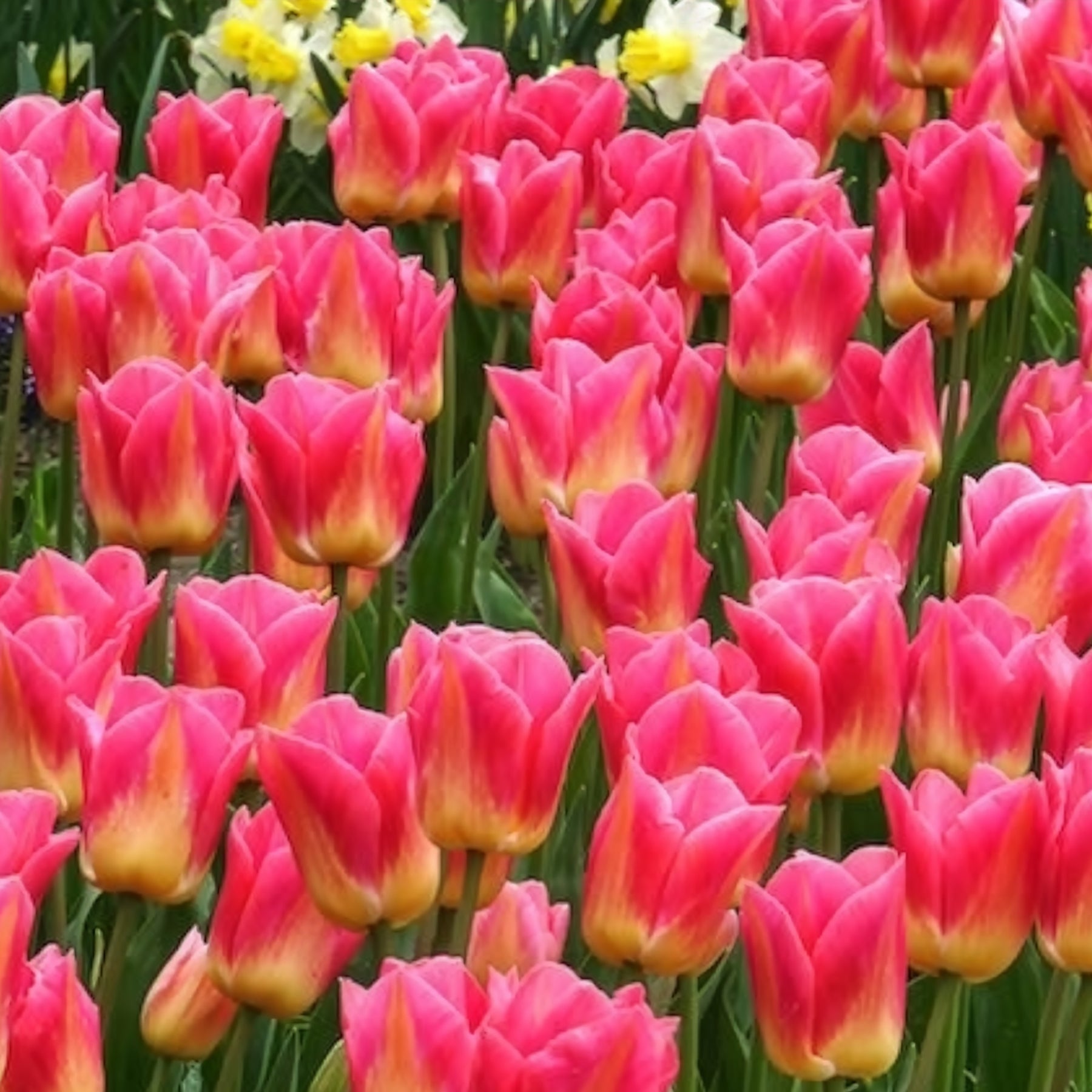 Vente 7 Tulipes Triomphe Tom Pouce - Tulipa 'tom pouce'