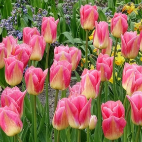 Vente 7 Tulipes Triomphe Tom Pouce