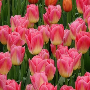 7 Tulipes Triomphe Tom Pouce - Tulipe - Willemse
