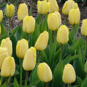 Tulipa 'golden parade' - 10 Tulipes Darwin Golden parade - Tulipe