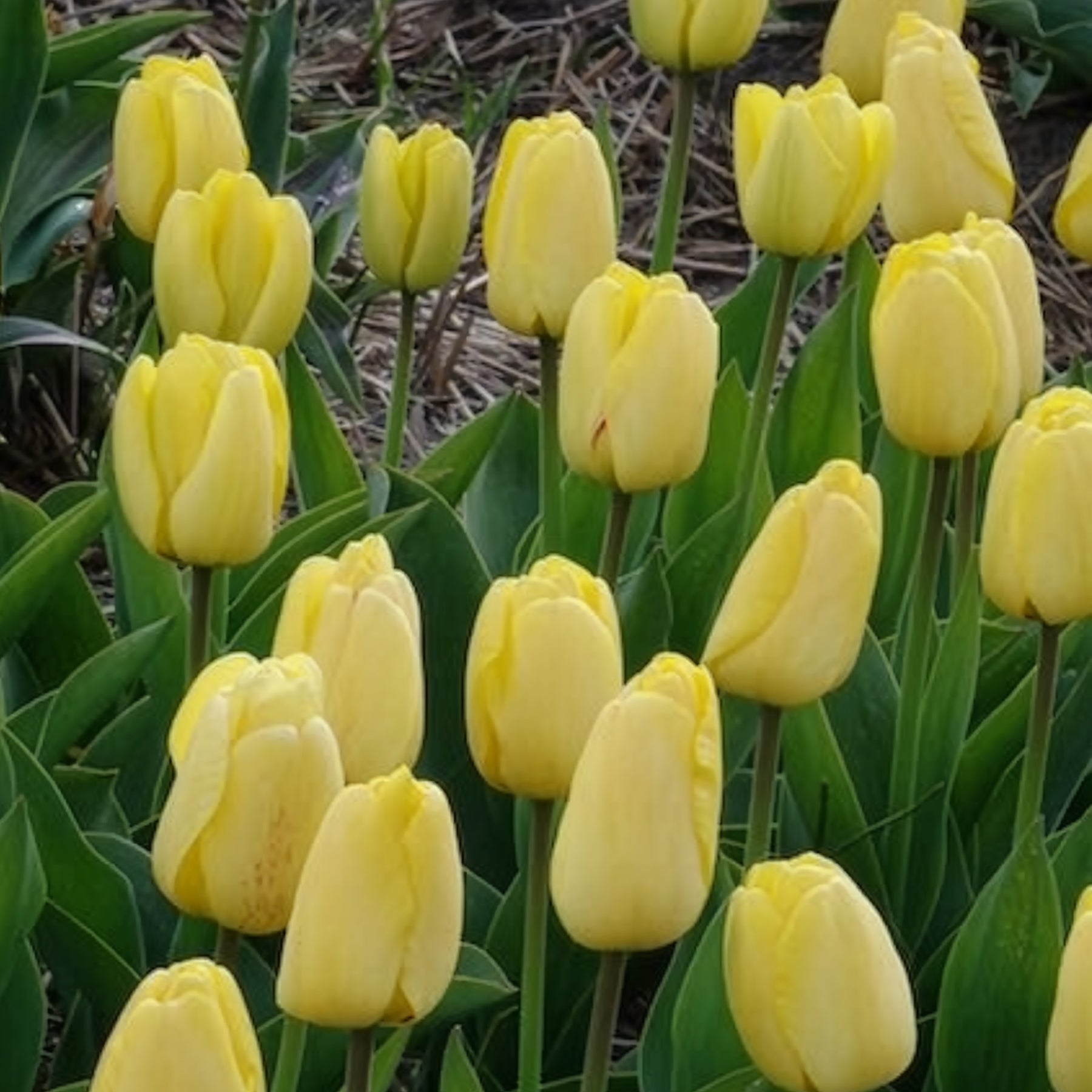 Tulipe - 10 Tulipes Darwin Golden parade - Tulipa 'golden parade'