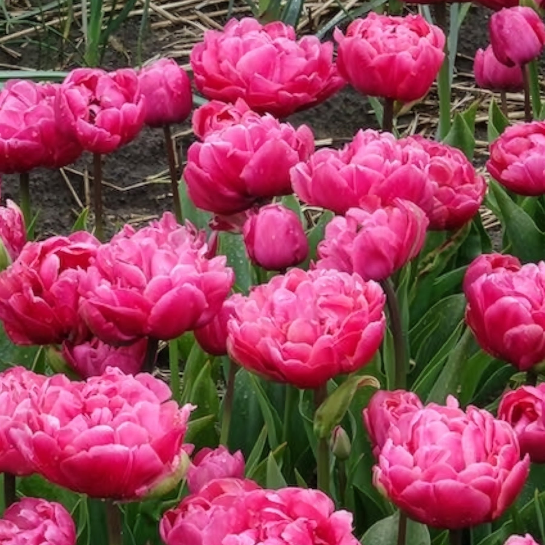 Tulipa 'amazing grace' - 7 Tulipes doubles Amazing Grace - Tulipe