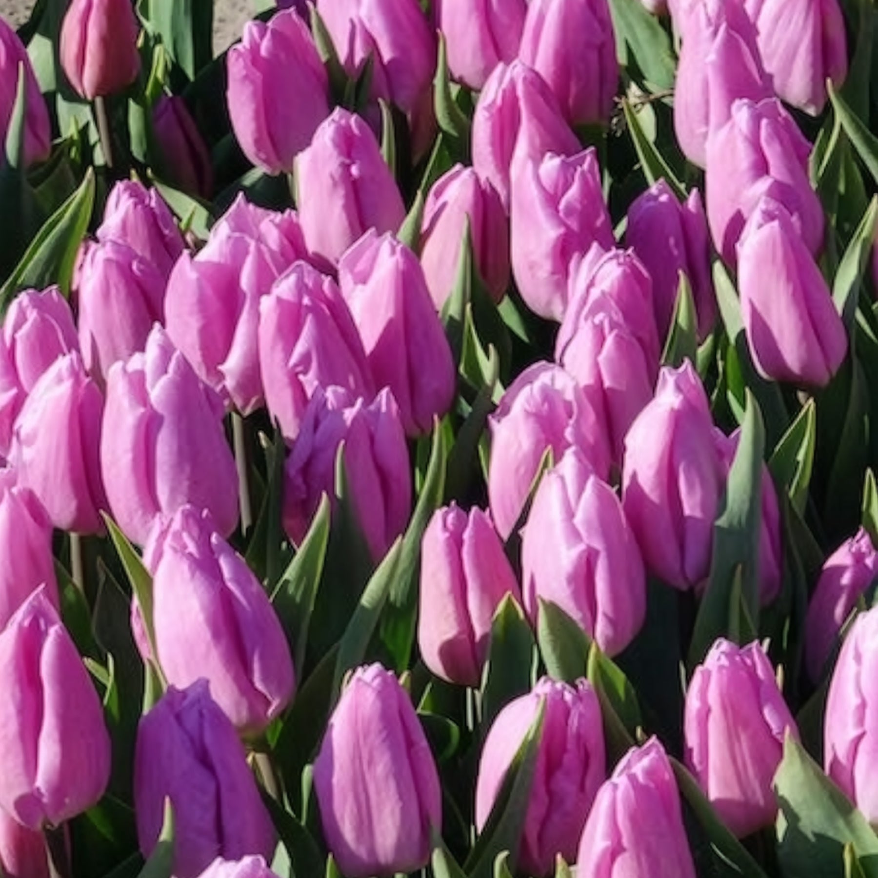 Tulipa 'candy prince' - 10 Tulipes Triomphe Candy Prince - Tulipe