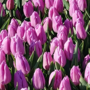 Tulipa 'candy prince' - 10 Tulipes Triomphe Candy Prince - Tulipe