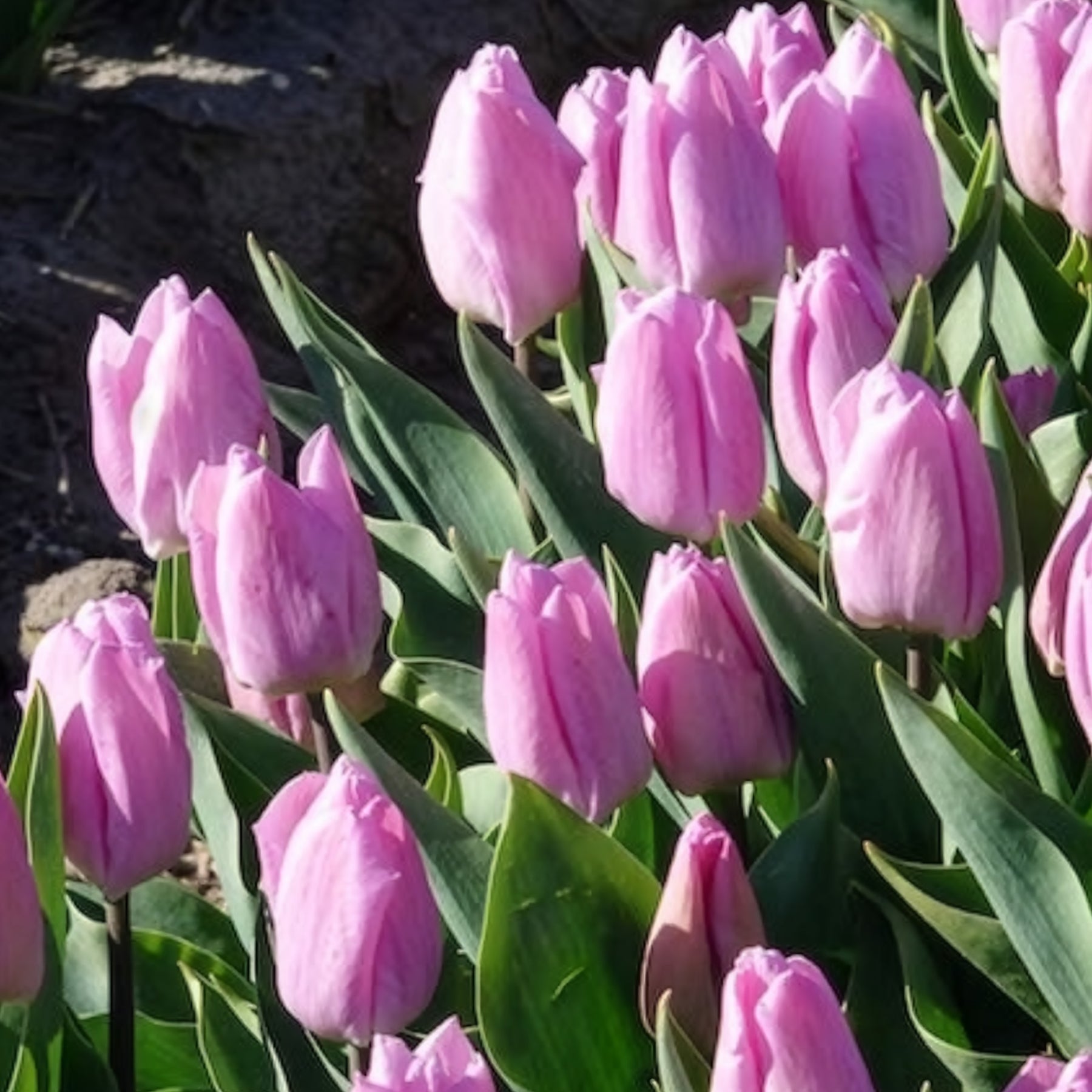 Vente 10 Tulipes Triomphe Candy Prince - Tulipa 'candy prince'