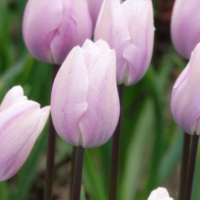 5 Tulipes Triomphe Silver Cloud - Tulipa 'silver cloud' - Willemse