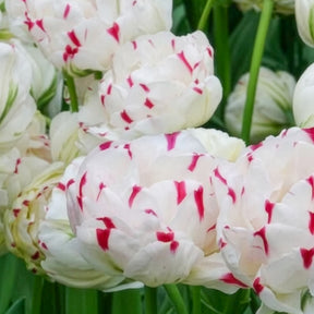 Tulipa Danceline - 7 Tulipes double Dance line - Tulipe