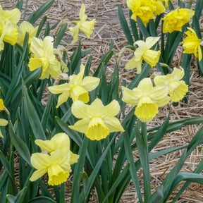 Narcissus Avalon - 5 Narcisses à grande couronne Avalon - Narcisse