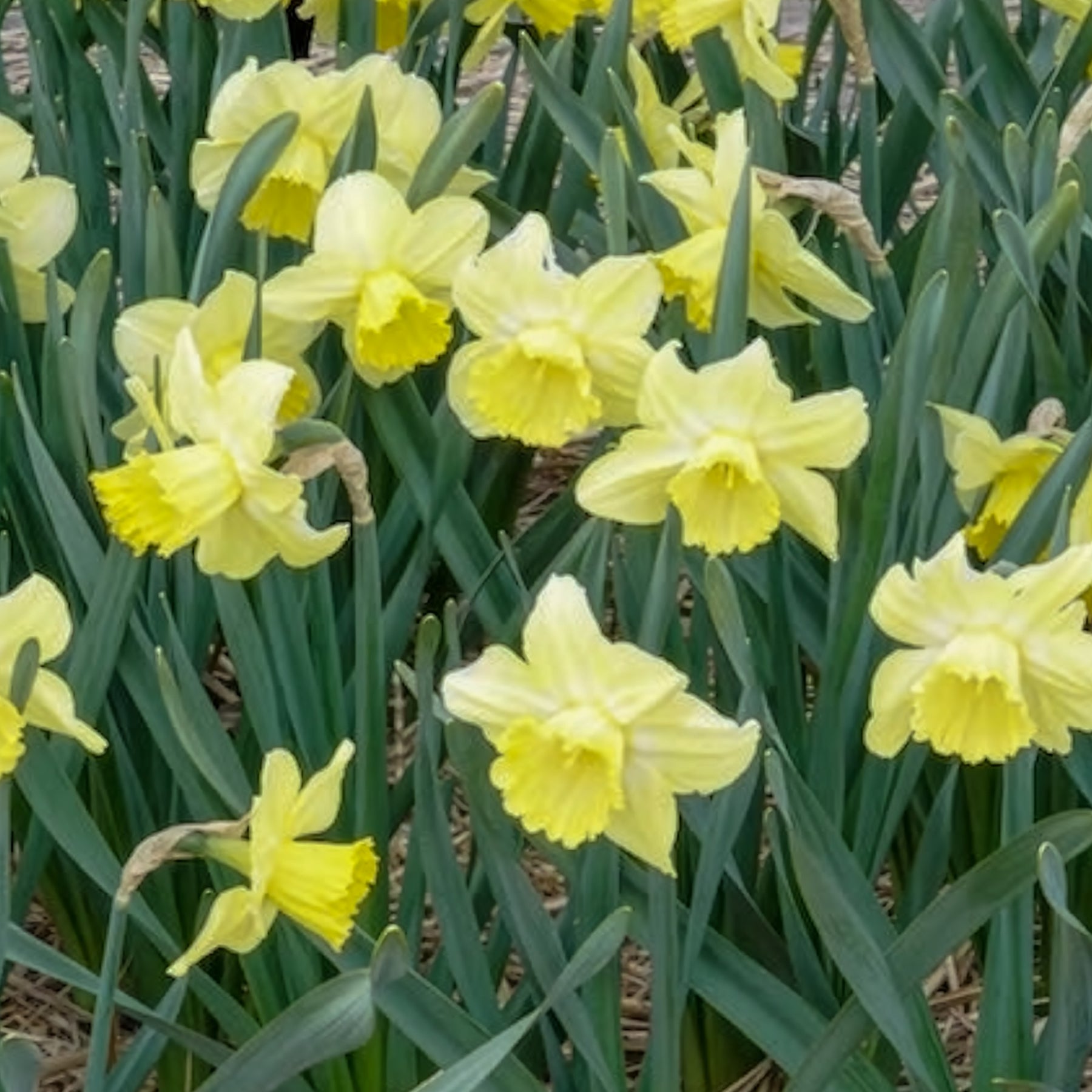 Narcisse - 5 Narcisses à grande couronne Avalon - Narcissus Avalon