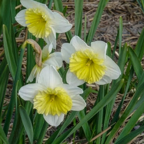 Narcisse - 5 Narcisses à grande couronne Ice follies - Narcissus 'ice follies'