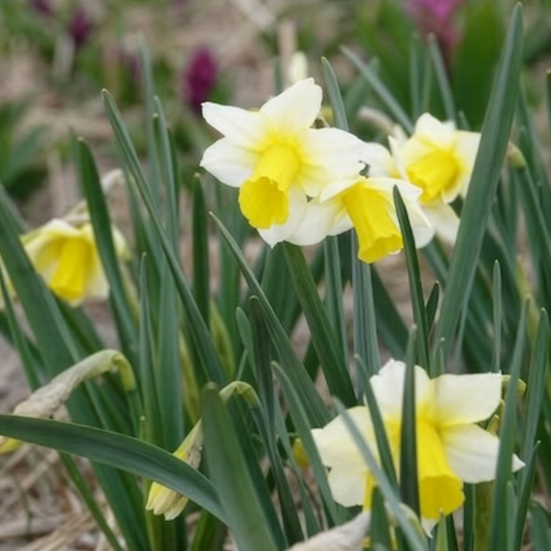 Narcisse - 7 Narcisses Golden Echo - Narcissus 'golden echo'