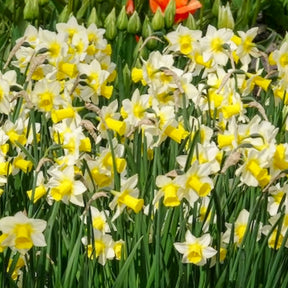 Vente Narcisse - 7 Narcisses Golden Echo