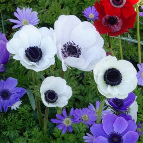 Anemone coronaria 'the bride' - Anémones coronaria The Bride - Anémone