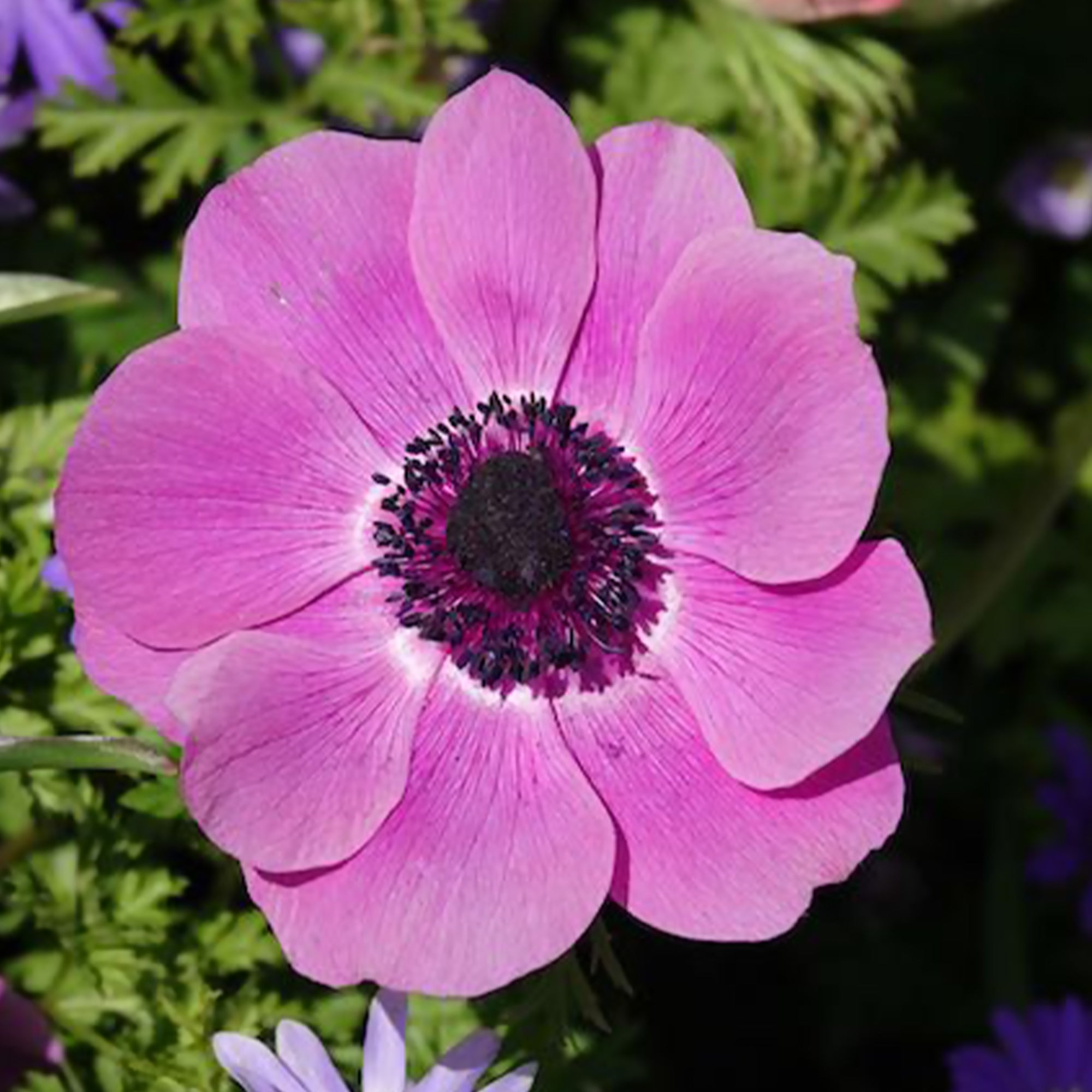 Anemone 'sylphide' - Anémones coronaria roses - Anémone