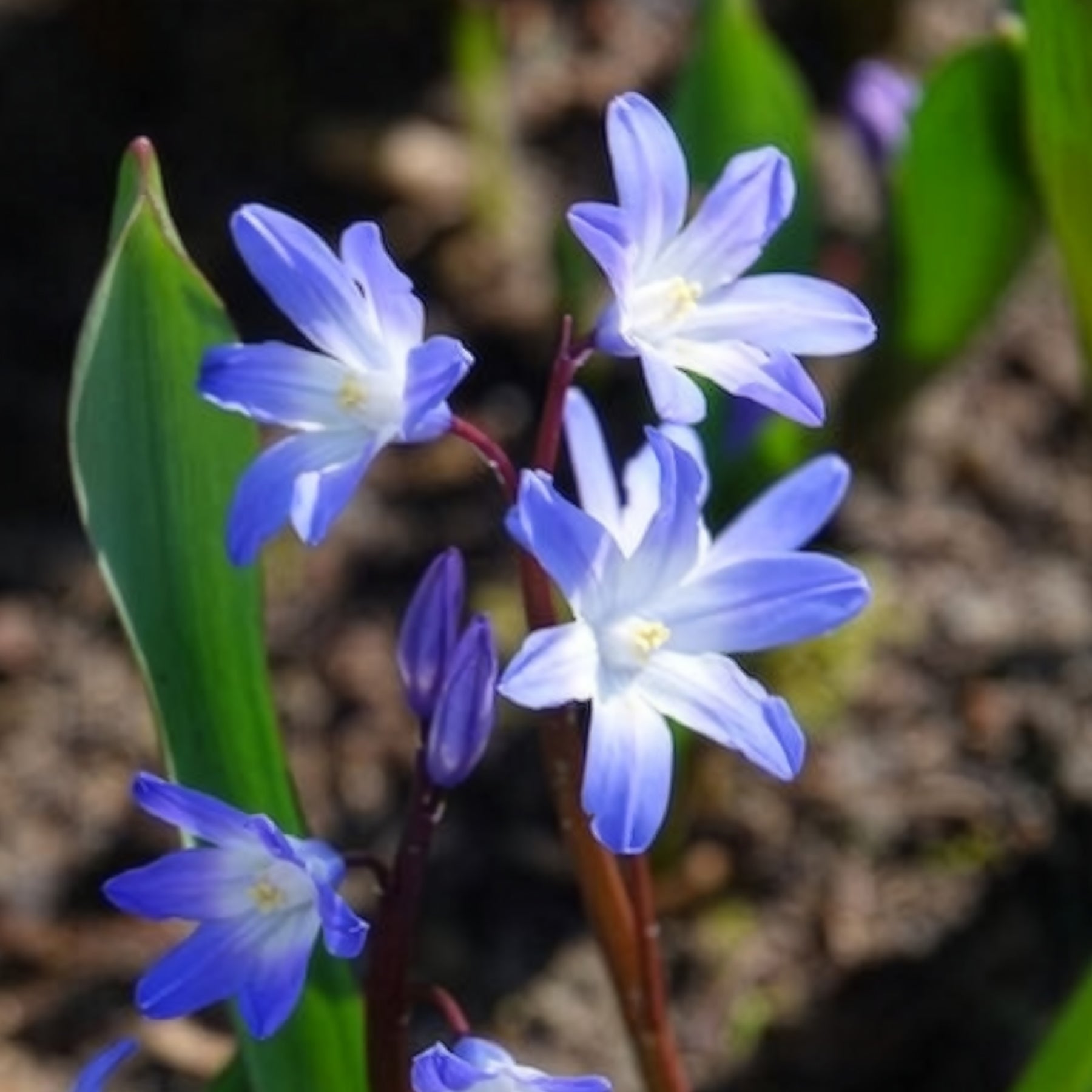 Chionodoxa 'forbesii' - 20 Gloire des Neiges 'Forbesii' - Gloire des neiges