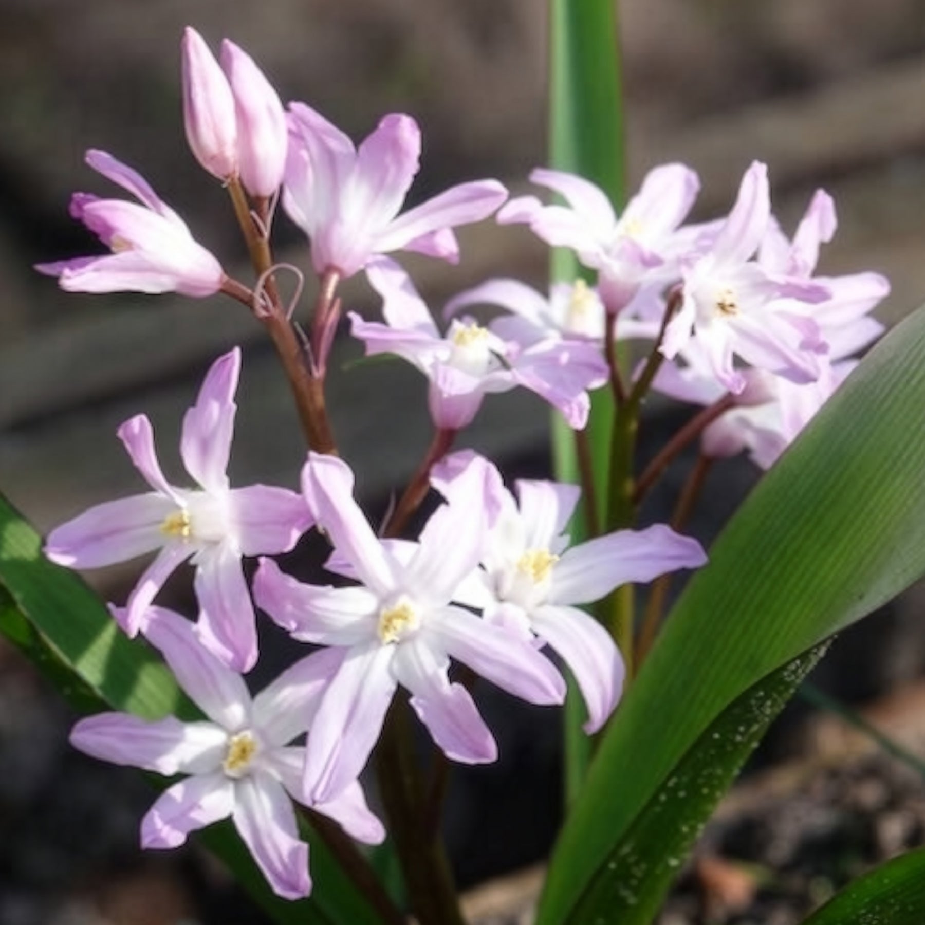 Chionodoxa 'pink giant' - 20 Gloire des Neiges 'Pink Giant' - Gloire des neiges