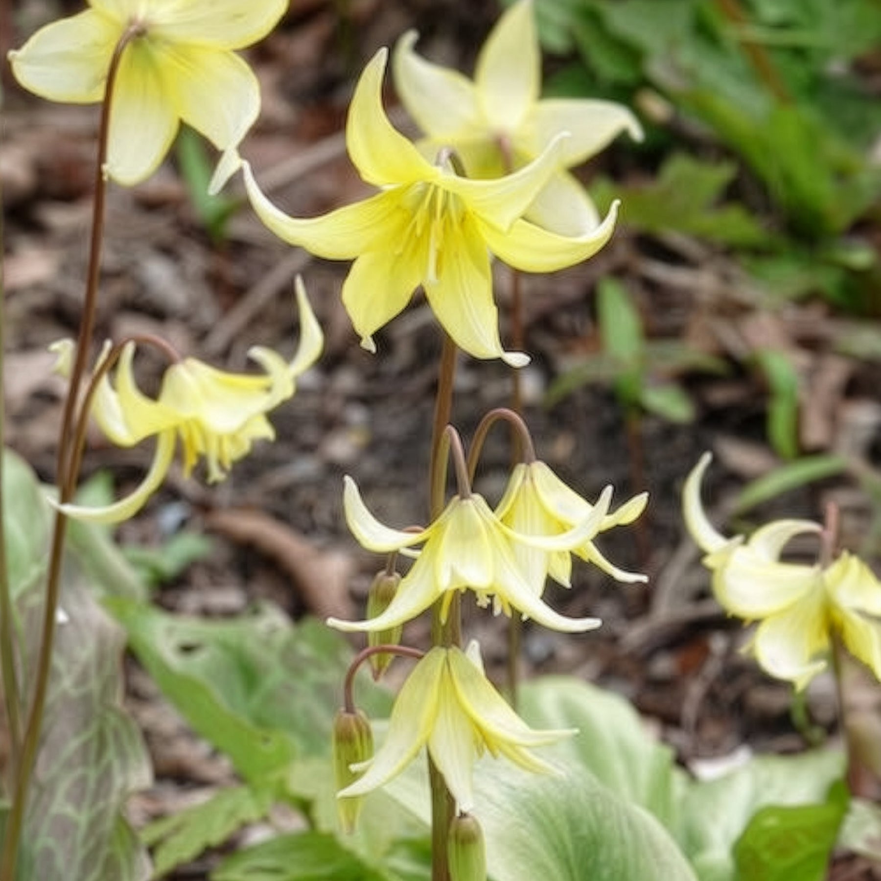 Érythrone - Erythrone Pagoda - Erythronium 'pagoda'