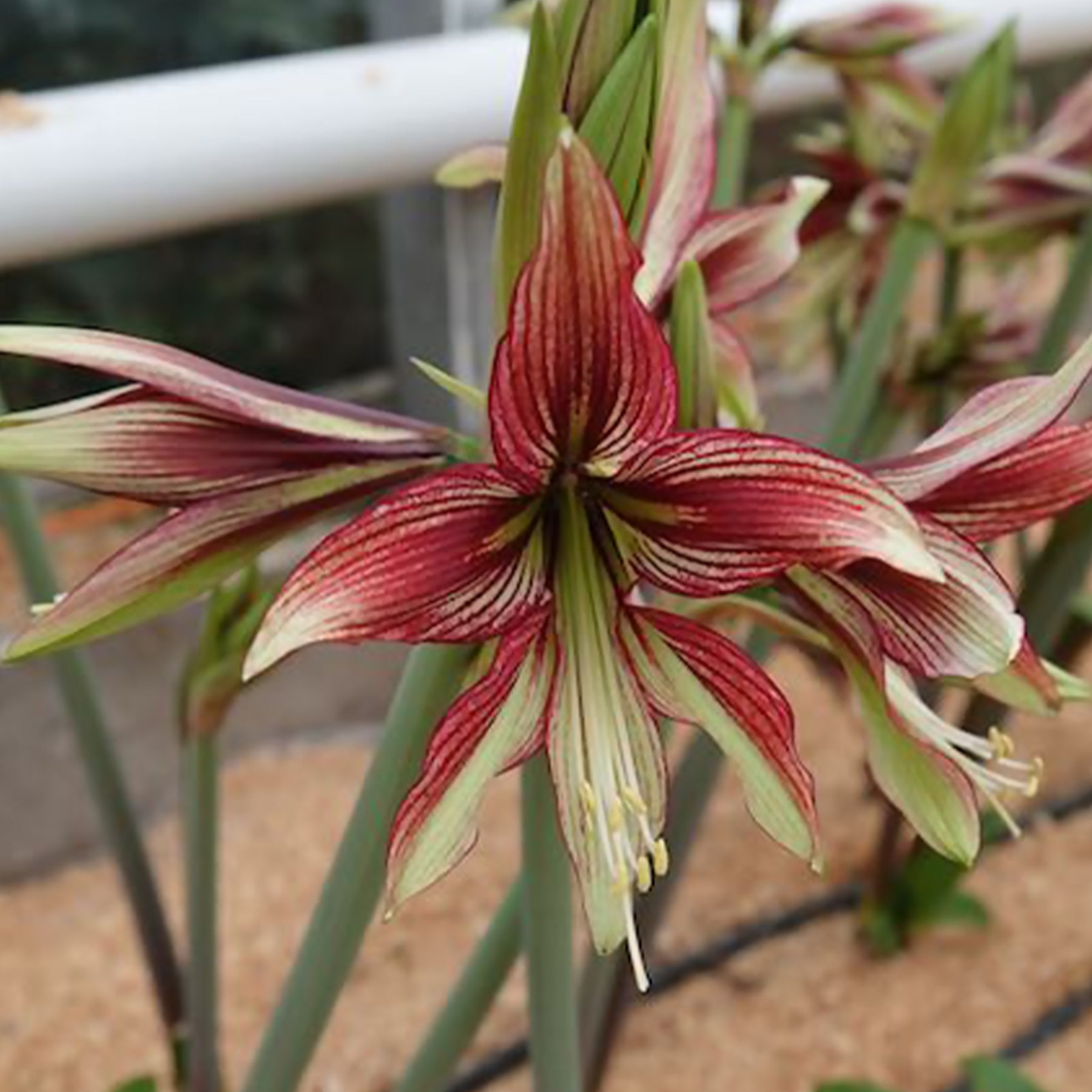 Hippeastrum Mystica - Amaryllis Mystica - Amaryllis