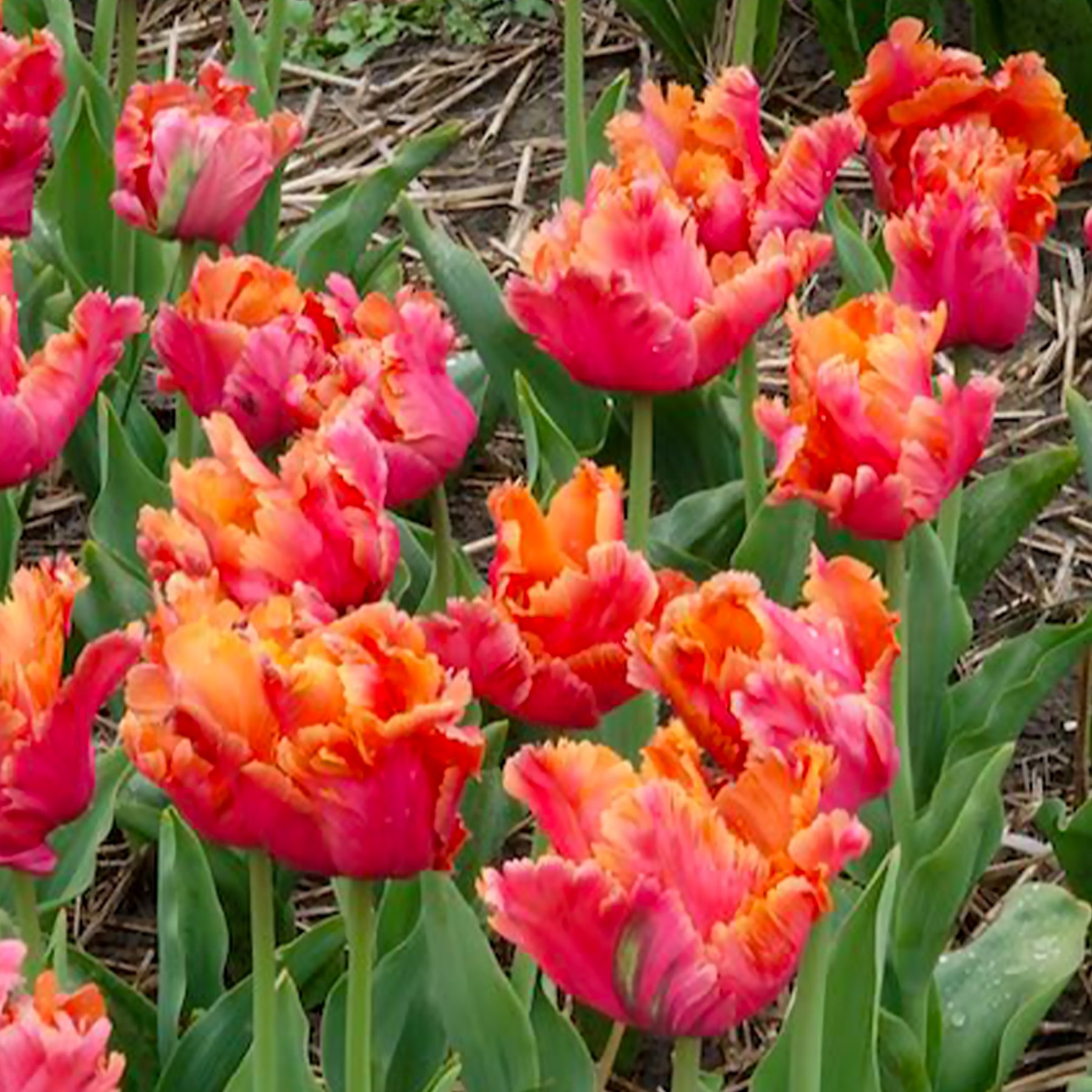Vente 7 Tulipes perroquets Amazing Parrot - Tulipa parrot Amazing Parrot