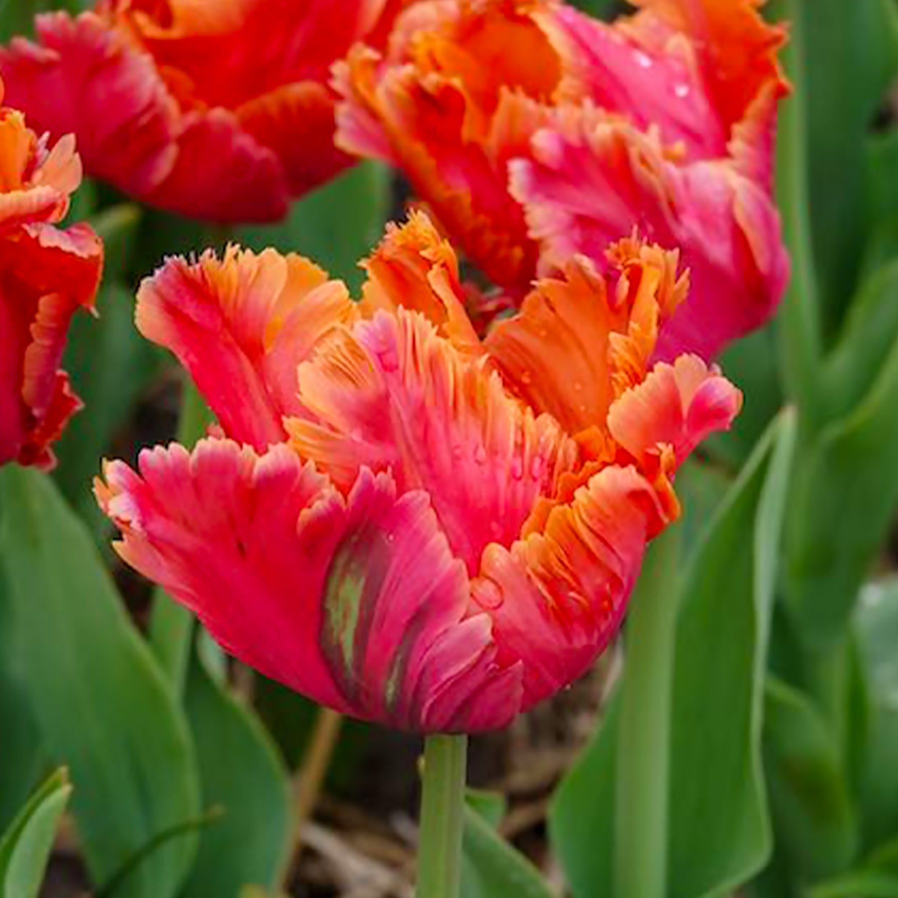 7 Tulipes perroquets Amazing Parrot - Tulipe - Willemse