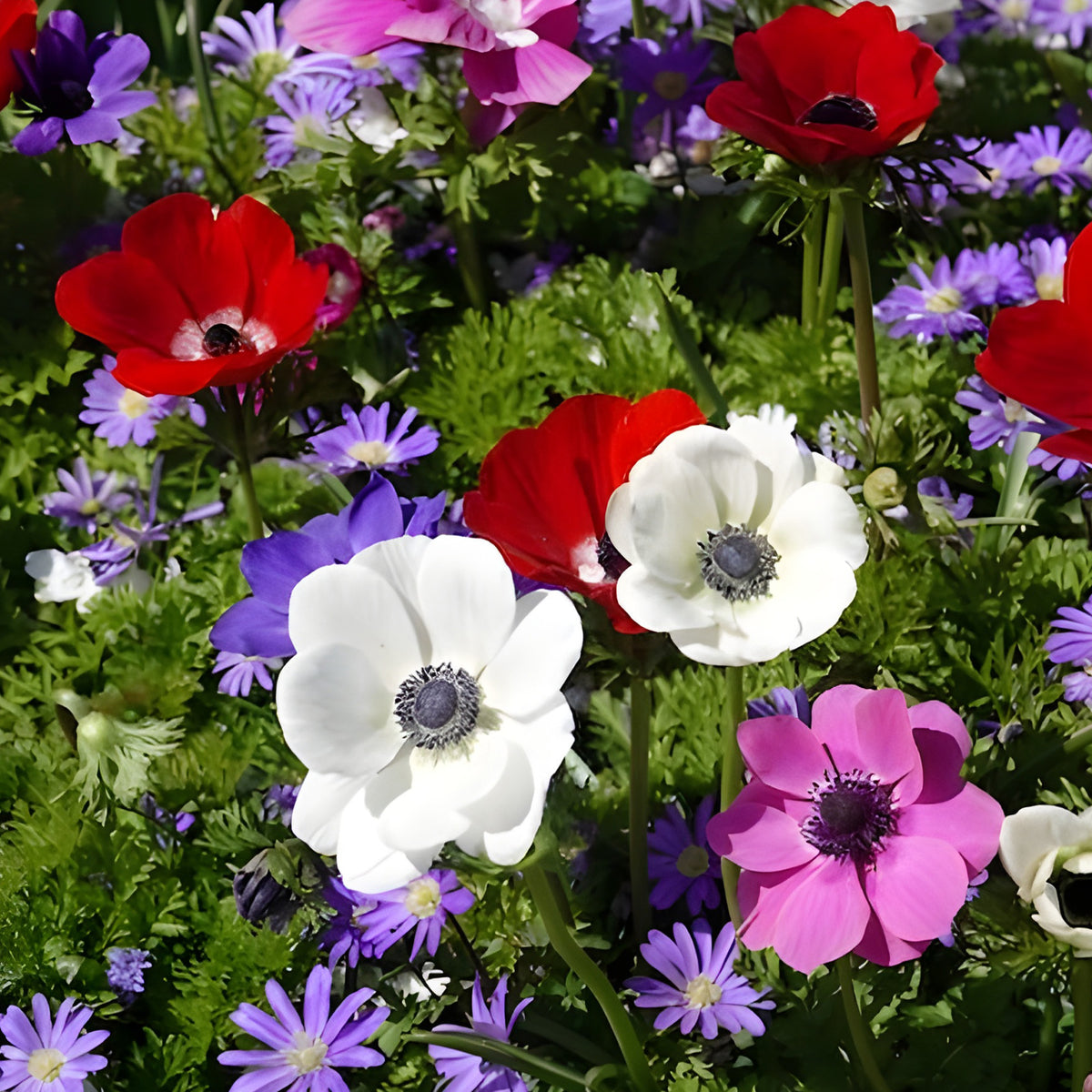 Anémones de Caen en mélange - Anemone coronaria de Caen - Willemse