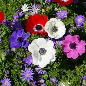 Anemone coronaria de Caen - Anémones de Caen en mélange - Anémone