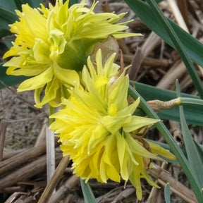 Narcissus Rip van Winkle - 5 Mini-narcisses Rip van Winkle - Narcisse
