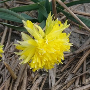 Narcisse - 5 Mini-narcisses Rip van Winkle - Narcissus Rip van Winkle