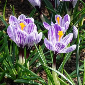 Vente 15 Crocus Pick Wick