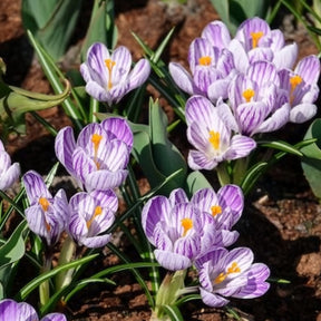 15 Crocus Pick Wick - Crocus - Willemse