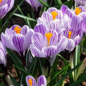 Vente 15 Crocus Pick Wick - Crocus
